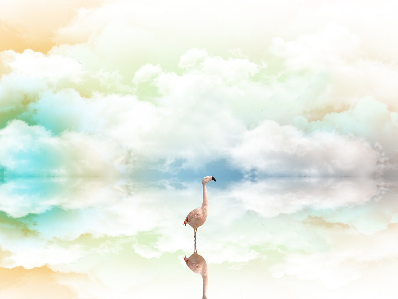 flamingo, bird, clouds-6660907.jpg